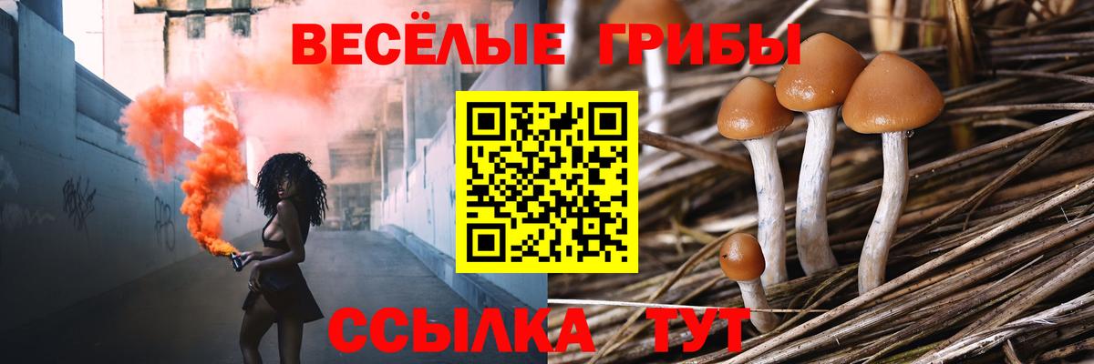 Псилоцибиновые грибы Cubensis  Вход с VPN  Осинники 